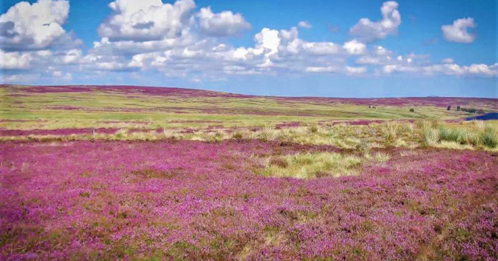 a bright sunny day and purple heather meadows in Durham Dales and North Pennines AONB